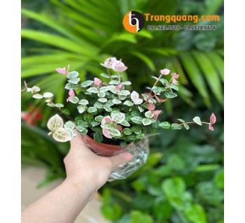 Cây Thằn Lằn - Vẩy Ốc Cẩm Thạch Leo Tường: Sắc Lá Độc Đáo, Phong Thủy Chiêu Tài & Mẹo Chăm Cho Lá Luôn Đậm Màu
