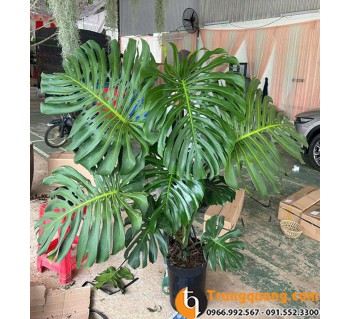 Cây Trầu Bà Monstera Khổng Lồ – Cây Cảnh Lá Lớn Trang Trí Không Gian