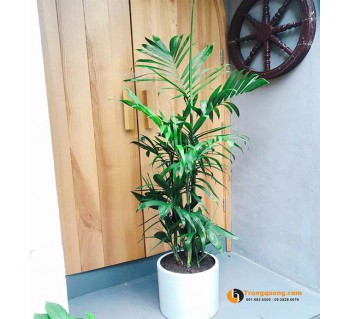 Cây Cau Hawaii: Điểm Nhấn Nội Thất Sang Trọng Và Kỹ Thuật Chăm Sóc Bền Xanh